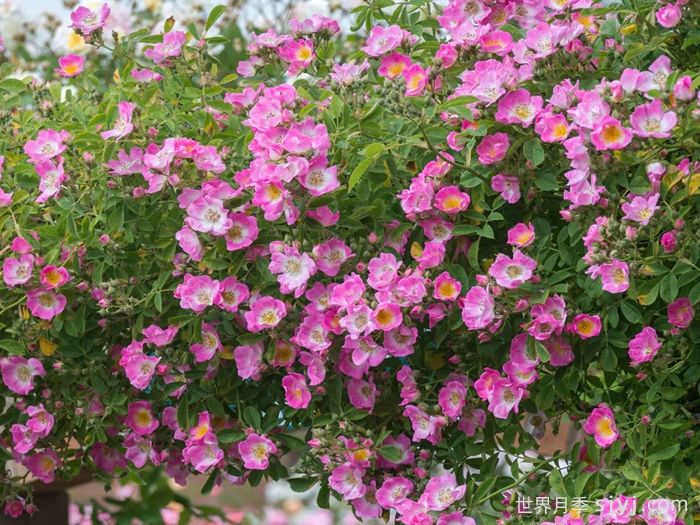 邱园漫步者月季/克佑漫步者/秋曼舞者Kew Rambler(图2)