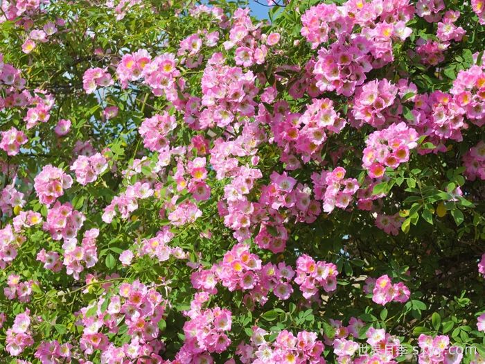 邱园漫步者月季/克佑漫步者/秋曼舞者Kew Rambler(图3)