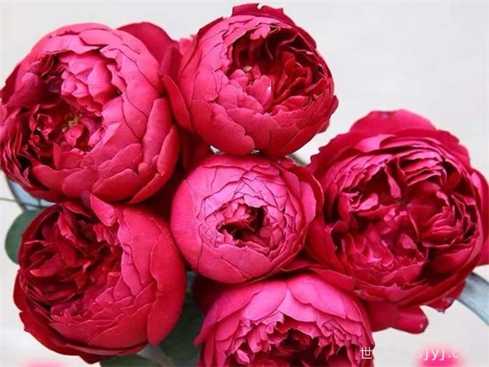 秋日胭脂月季Autumn Rouge(图2)