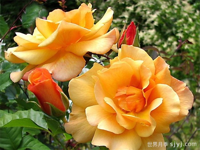 秋天日落月季Autumn Sunset(图1)