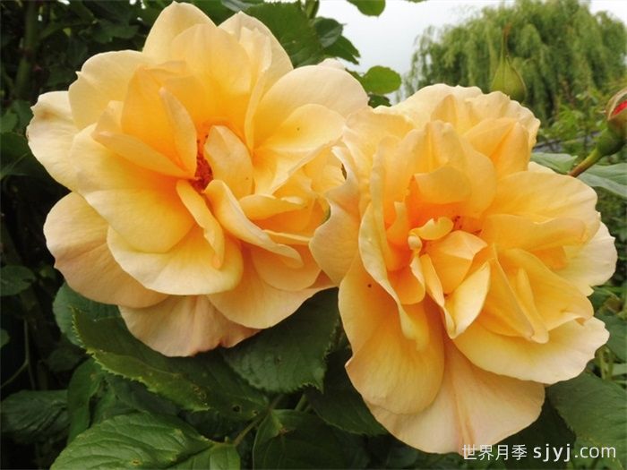 秋天日落月季Autumn Sunset(图2)