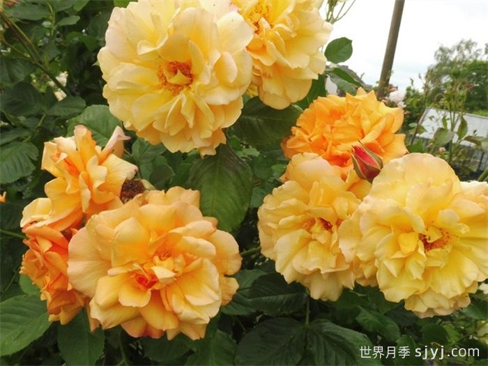 秋天日落月季Autumn Sunset(图3)