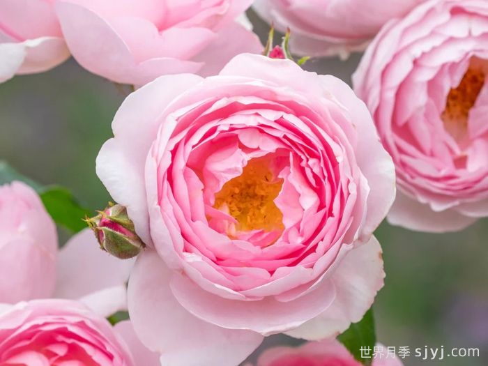 权杖之岛月季Scepterd Isle(图2)