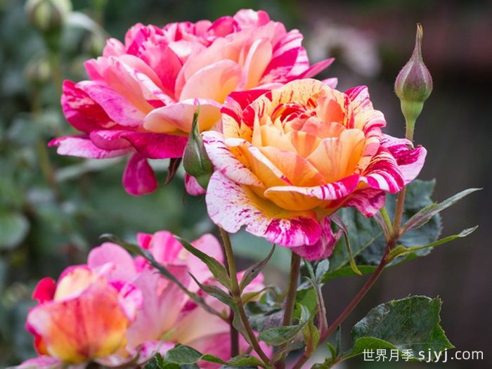 全美魔术月季All American Magic(图5)