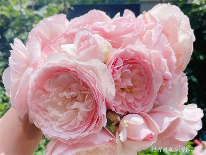 日和月季Hiyori(图1)