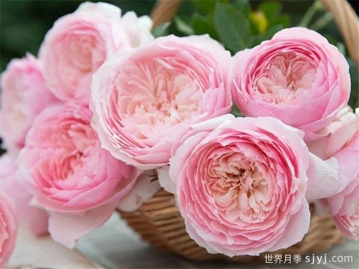 日和月季Hiyori(图2)