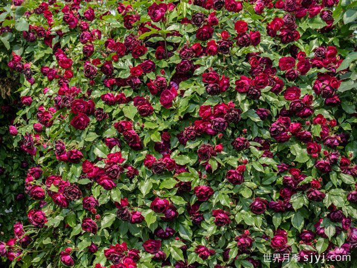 雀之舞月季(图3)