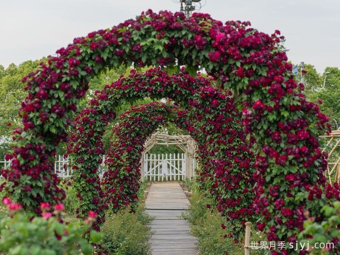 雀之舞月季(图4)