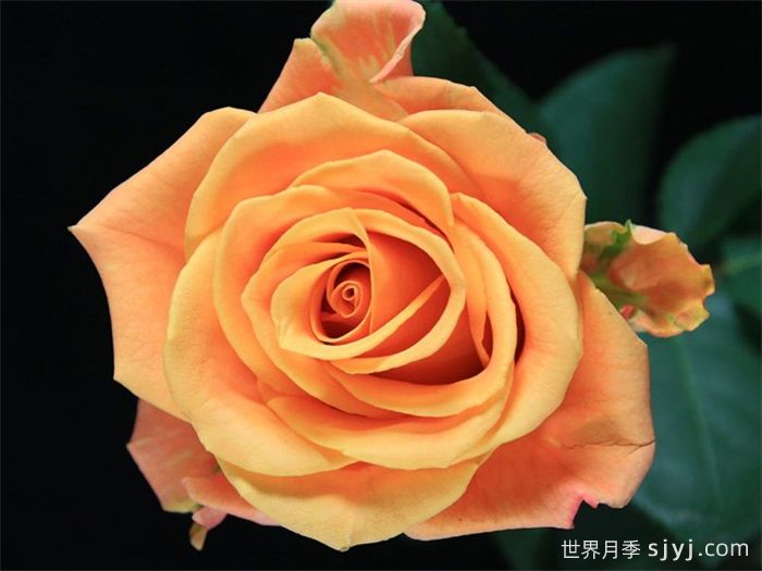 热带迷恋月季Tropic Crush(图1)