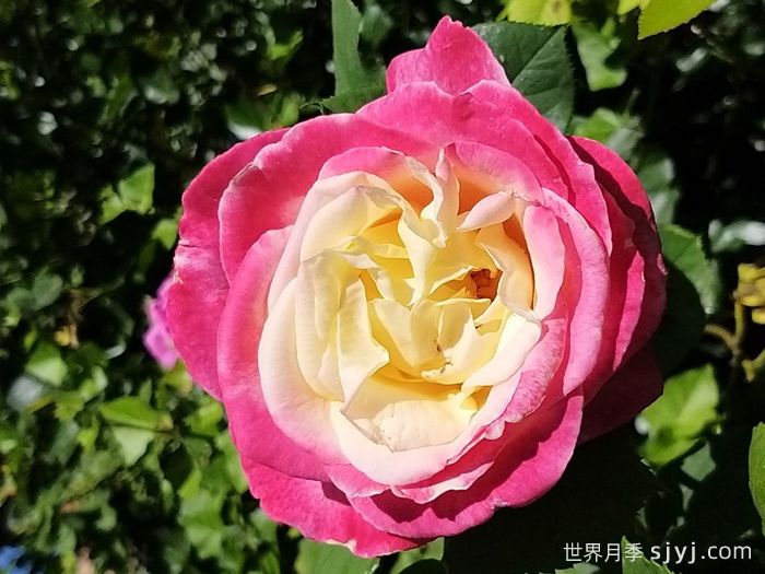 热带香水月季/热带香氛Parfum Tropical(图1)