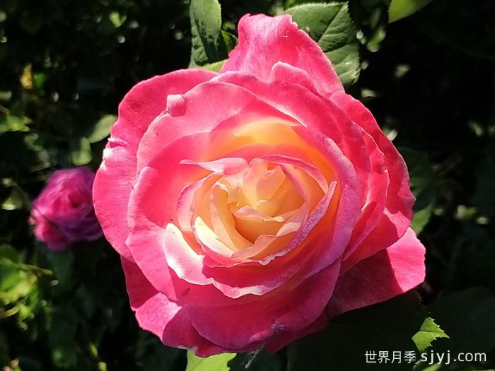 热带香水月季/热带香氛Parfum Tropical(图2)