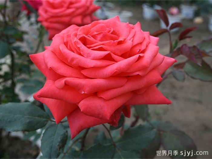 热蜡月季/热腊Hot Pewter(图1)