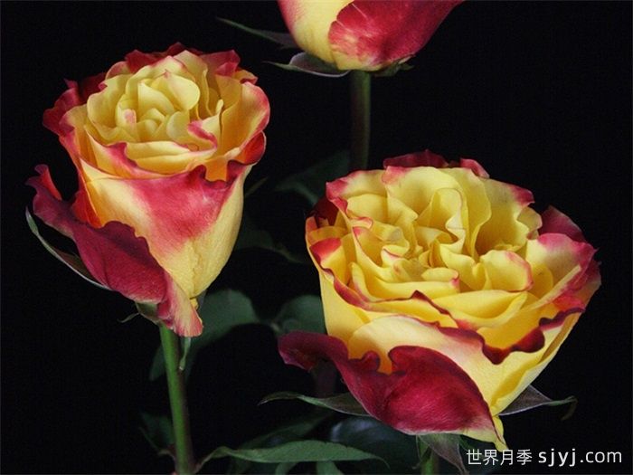 日落风情月季/日落激情Sunset X-Pression(图2)