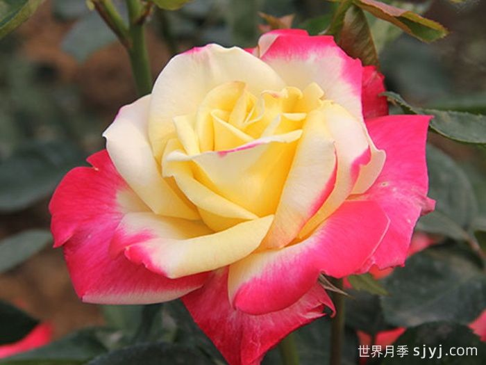 荣光月季Eiko(图2)