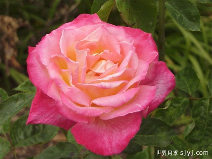 荣光月季Eiko(图3)