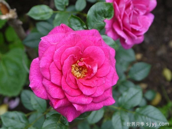 荣光女王月季/格洛丽安娜月季Gloriana(图1)