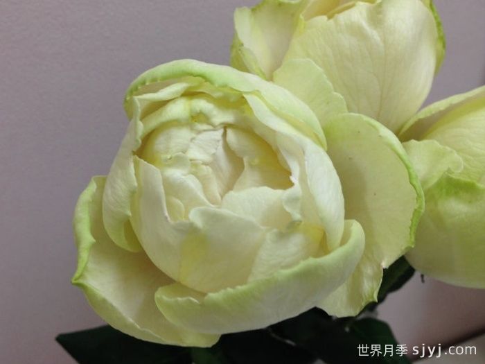 伊芙雪之香水月季/白雪香水Neige de Parfum(图1) 伊芙雪之香水月季/白雪香水Neige de Parfum(图1)