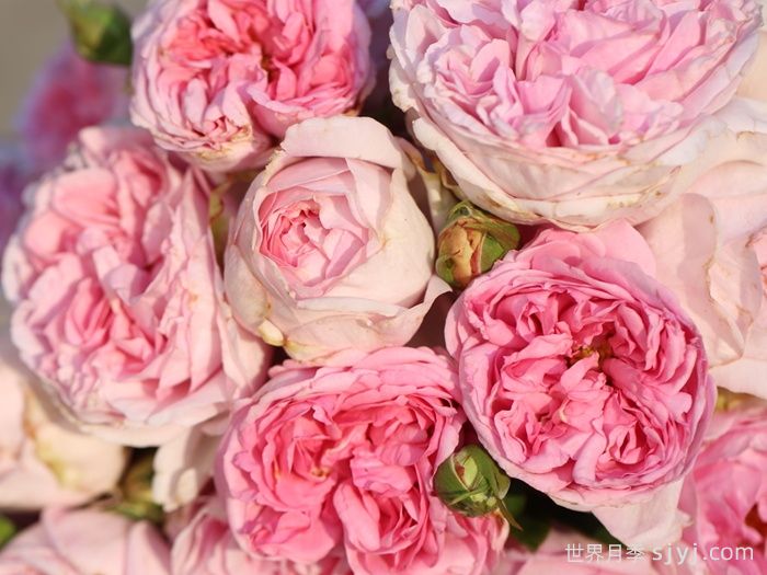 伊芙紫苑月季Yves Sion(图1) 伊芙紫苑月季Yves Sion(图1)