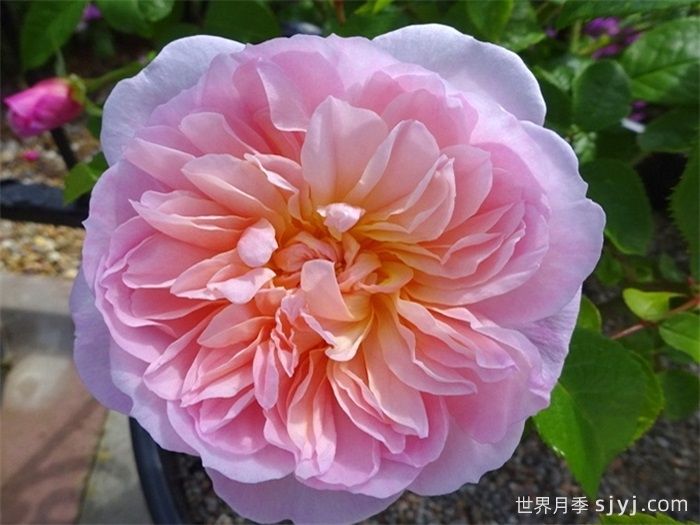 伊丽莎白月季Elizabeth(图1)