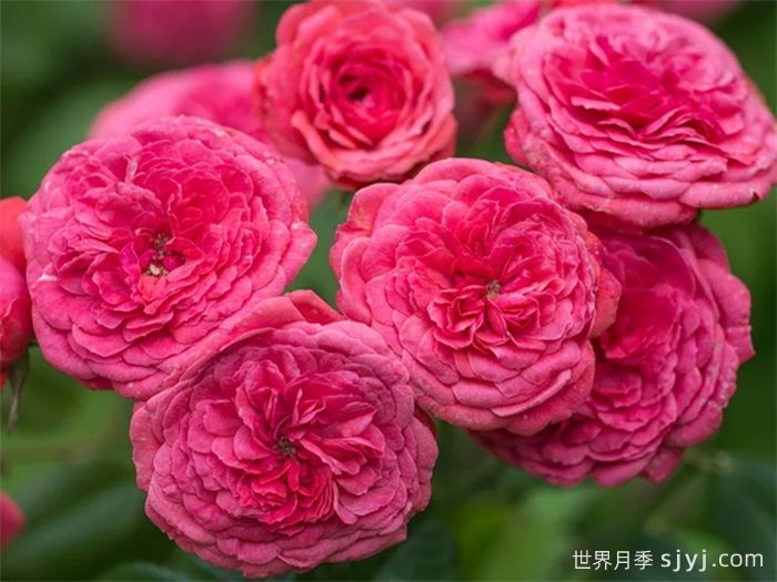 咿咿呀呀月季Cri Cri(图1)