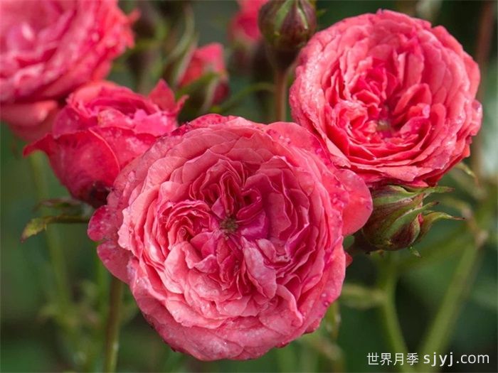 咿咿呀呀月季Cri Cri(图3)