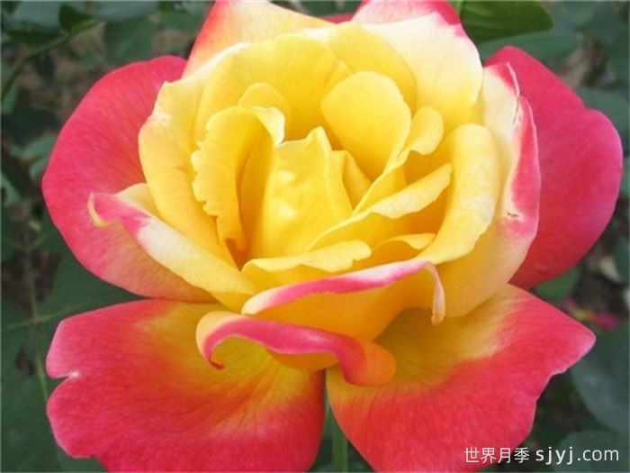 怡红院月季(图1)