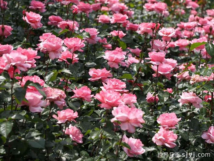 伊丽莎白女王月季/粉后月季Queen Elizabeth(图2)