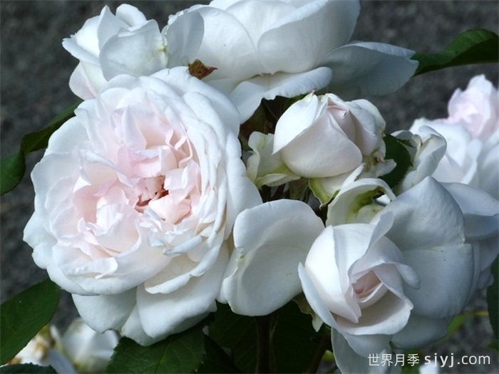 伊维奇月季/含羞蓓蕾/玫瑰腮红Evevic(图2)