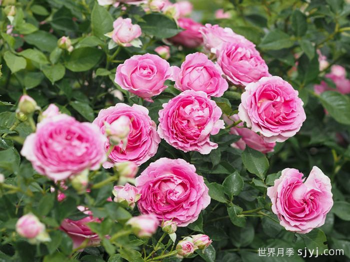 音乐之声月季/玛丽亚小姐/玛利亚Fraulein Maria(图2)