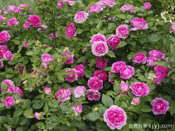 音乐之声月季/玛丽亚小姐/玛利亚Fraulein Maria(图3)