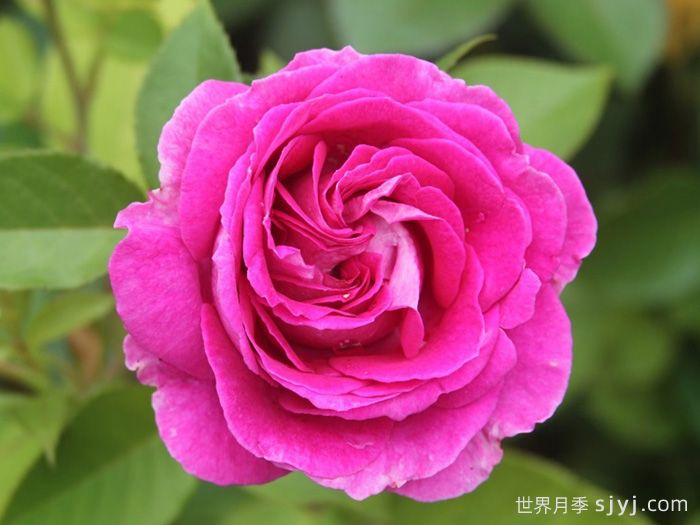 音乐之声月季/玛丽亚小姐/玛利亚Fraulein Maria(图1)