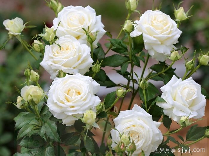 银婚庆典月季Silver Anniversary(图2)