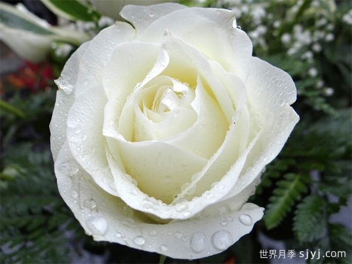 银婚庆典月季Silver Anniversary(图3)