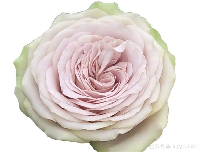 银矿月季Silvermine(图2) 银矿月季Silvermine(图2)