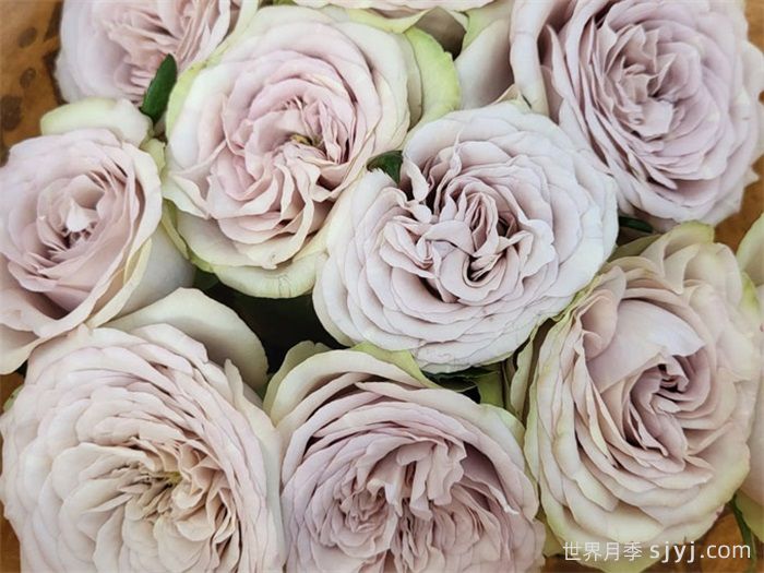 银矿月季Silvermine(图1) 银矿月季Silvermine(图1)