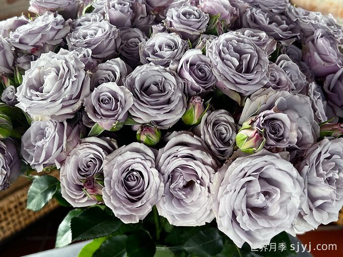 银魅月季Silver Mikado(图2)