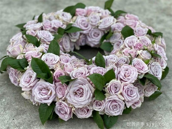 银色幻影月季Silver Shadow(荷)(图2)