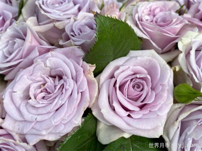 银色幻影月季Silver Shadow(荷)(图1)