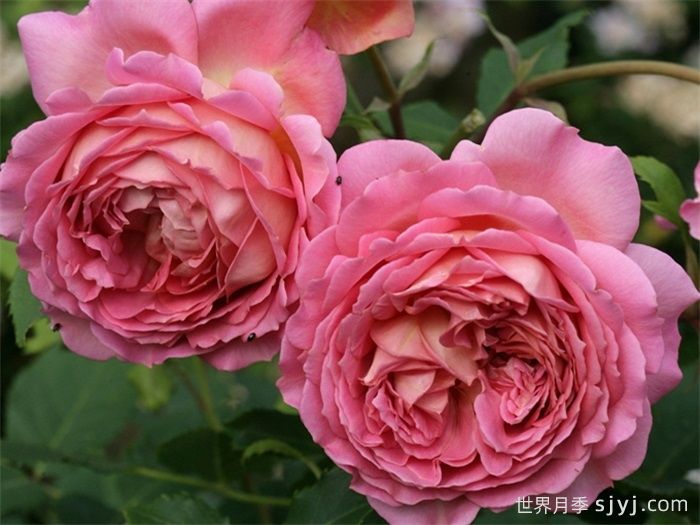 银禧庆典月季Jubilee Celebration(图1)