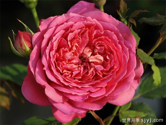 银禧庆典月季Jubilee Celebration(图2)