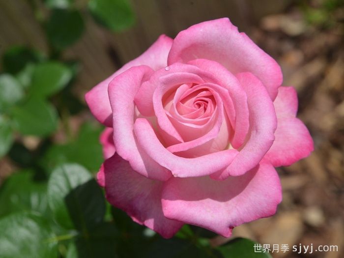 银线月季/一线希望Silver Lining(图1) 银线月季/一线希望Silver Lining(图1)