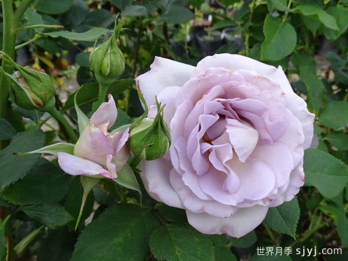 银线月季/银线希望/银色衬里Silver Lining(图2)