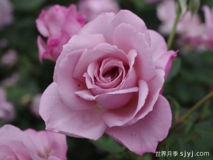 银影月季/银色幻影Silver Shadow(英)(图1)