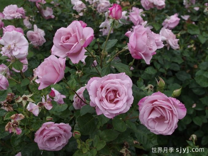 银影月季/银色幻影Silver Shadow(英)(图2)