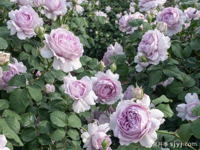 隐隐青月季(图2)