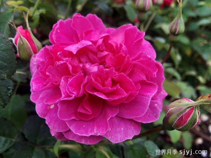 英格兰玫瑰月季Englands Rose(图1)