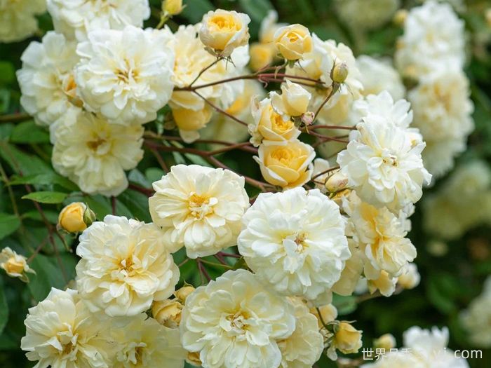 马文山月季Malvern Hills(图1)