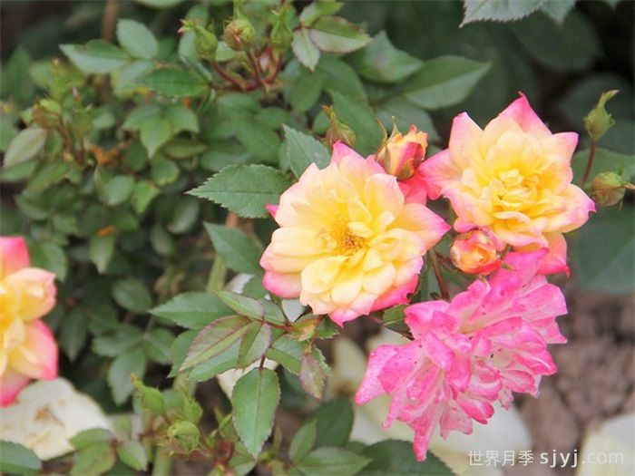 婴儿假面舞会月季/小五彩月季Baby Masquerade(图1)