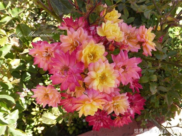 婴儿假面舞会月季/小五彩月季Baby Masquerade(图2)