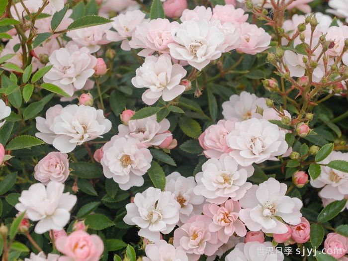 樱坂月季/樱贝姬月季Sakurasaka(图1)